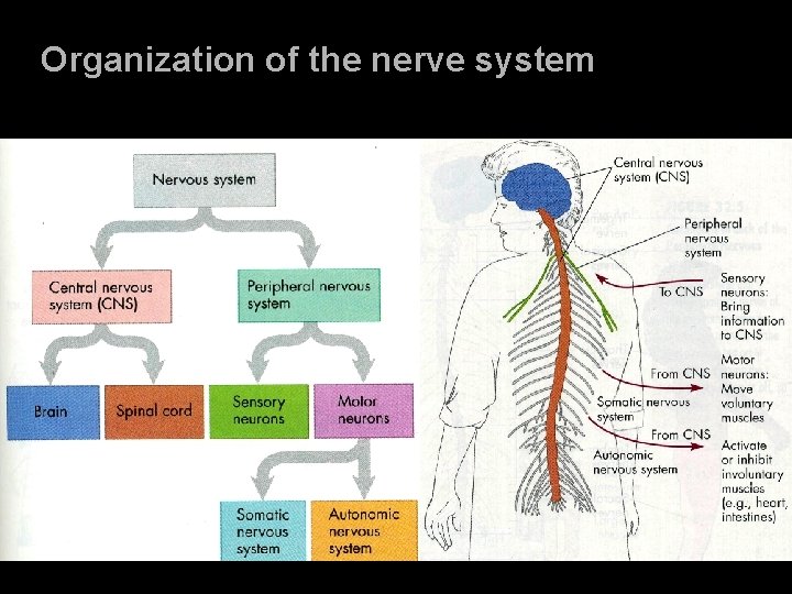 Organization of the nerve system 