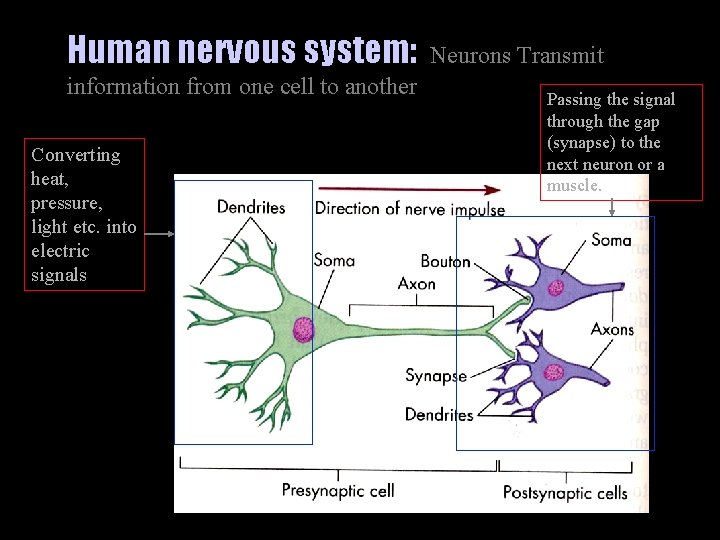 Human nervous system: information from one cell to another Converting heat, pressure, light etc.