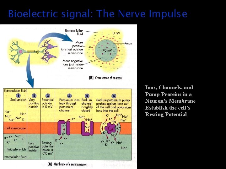 Bioelectric signal: The Nerve Impulse Ions, Channels, and Pump Proteins in a Neuron's Membrane