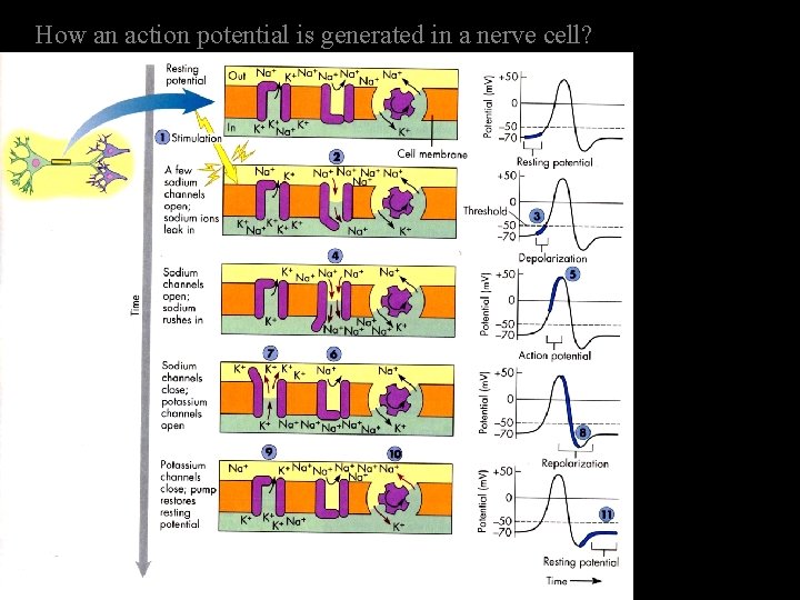 How an action potential is generated in a nerve cell? 