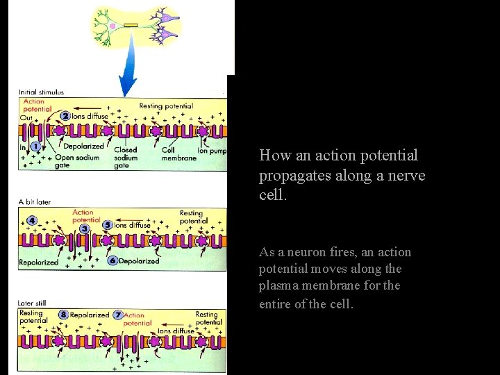 How an action potential propagates along a nerve cell. As a neuron fires, an