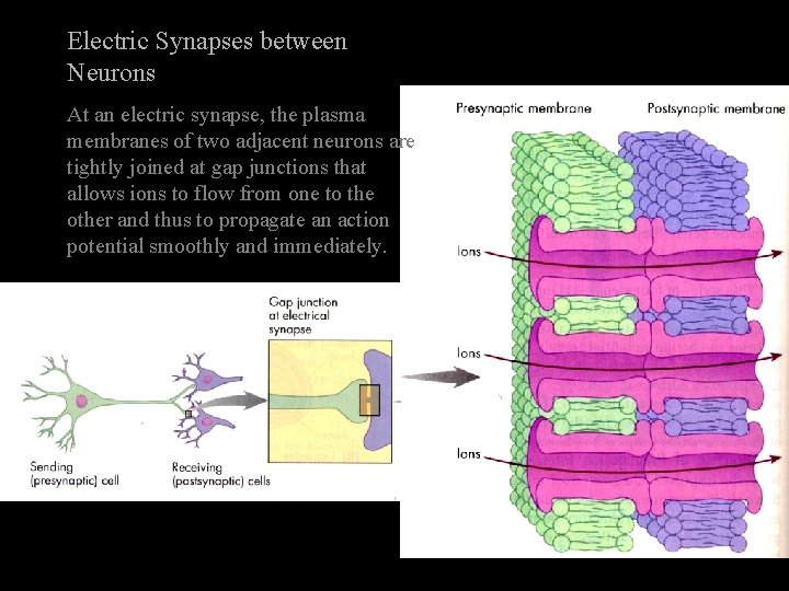 Electric Synapses between Neurons At an electric synapse, the plasma membranes of two adjacent