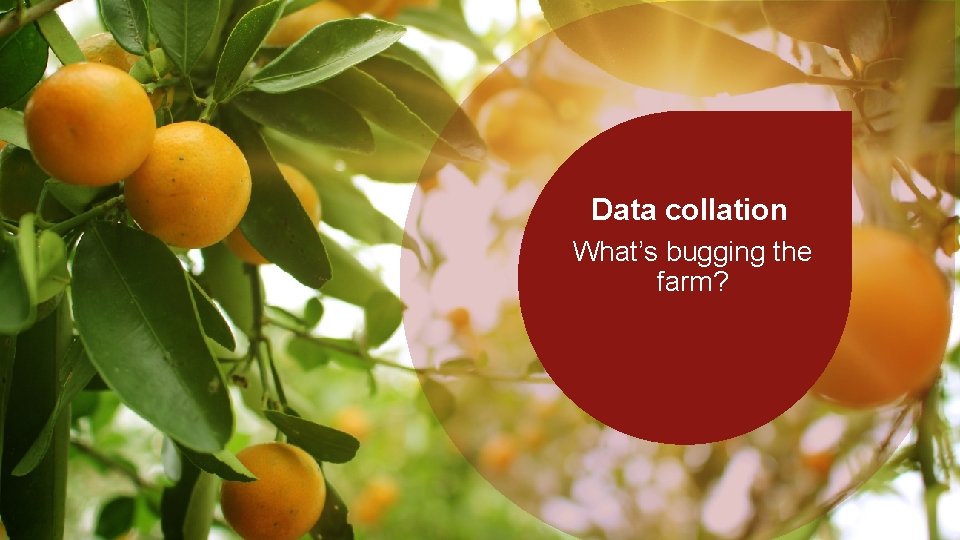 Data collation What’s bugging the farm? 