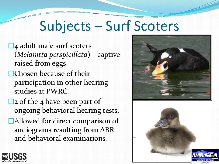 Subjects – Surf Scoters � 4 adult male surf scoters (Melanitta perspicillata) – captive