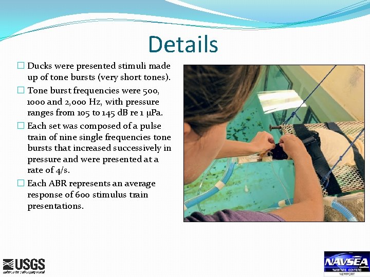 Details � Ducks were presented stimuli made up of tone bursts (very short tones).