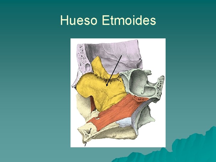 Hueso Etmoides 