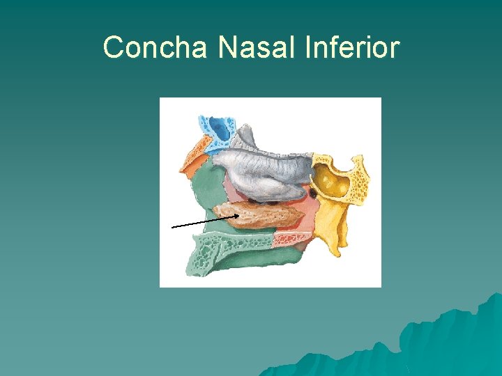 Concha Nasal Inferior 