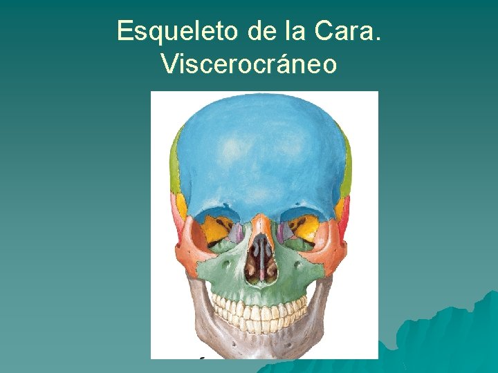 Esqueleto de la Cara. Viscerocráneo 