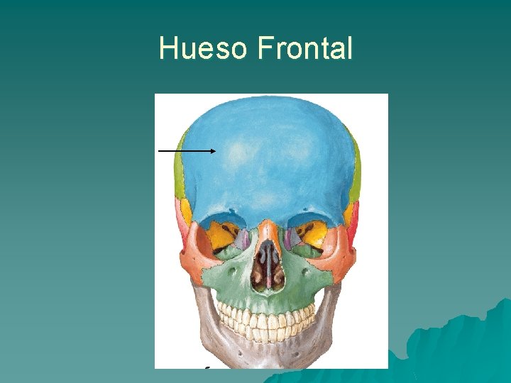 Hueso Frontal 