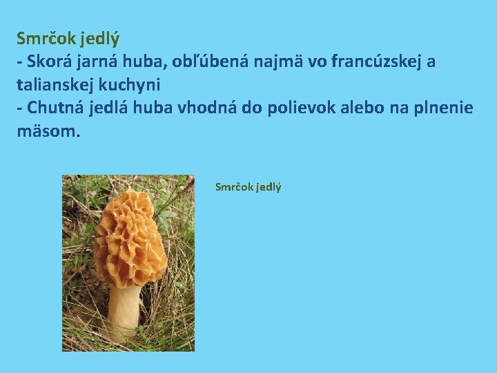 Smrčok jedlý - Skorá jarná huba, obľúbená najmä vo francúzskej a talianskej kuchyni -