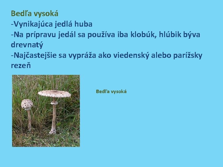 Bedľa vysoká -Vynikajúca jedlá huba -Na prípravu jedál sa používa iba klobúk, hlúbik býva