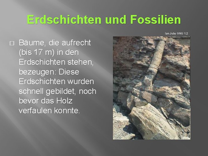 Erdschichten und Fossilien Ian Juby GNU 1. 2 � Bäume, die aufrecht (bis 17