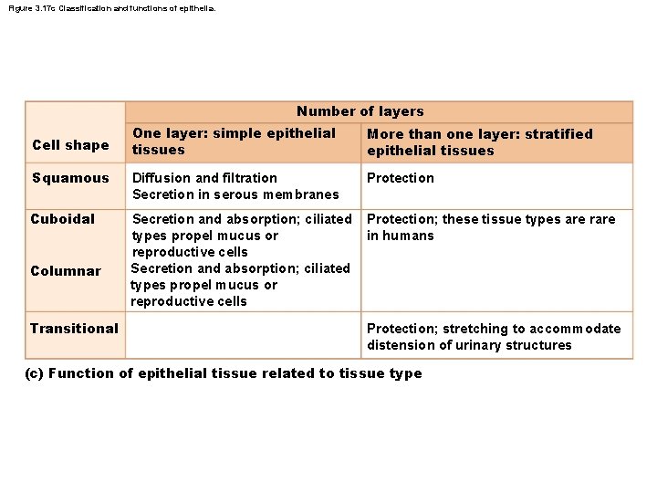 Figure 3. 17 c Classification and functions of epithelia. Number of layers One layer: