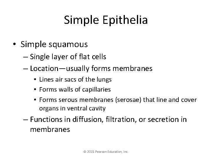 Simple Epithelia • Simple squamous – Single layer of flat cells – Location—usually forms