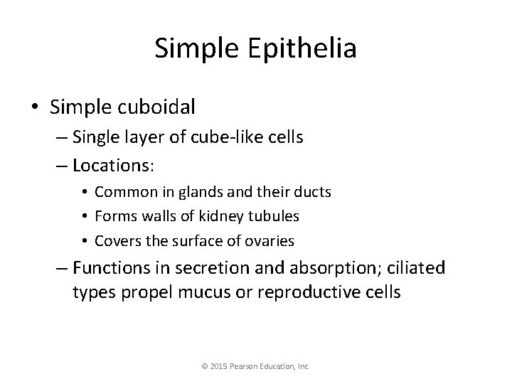 Simple Epithelia • Simple cuboidal – Single layer of cube-like cells – Locations: •