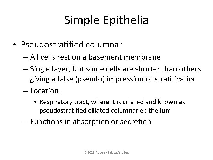 Simple Epithelia • Pseudostratified columnar – All cells rest on a basement membrane –