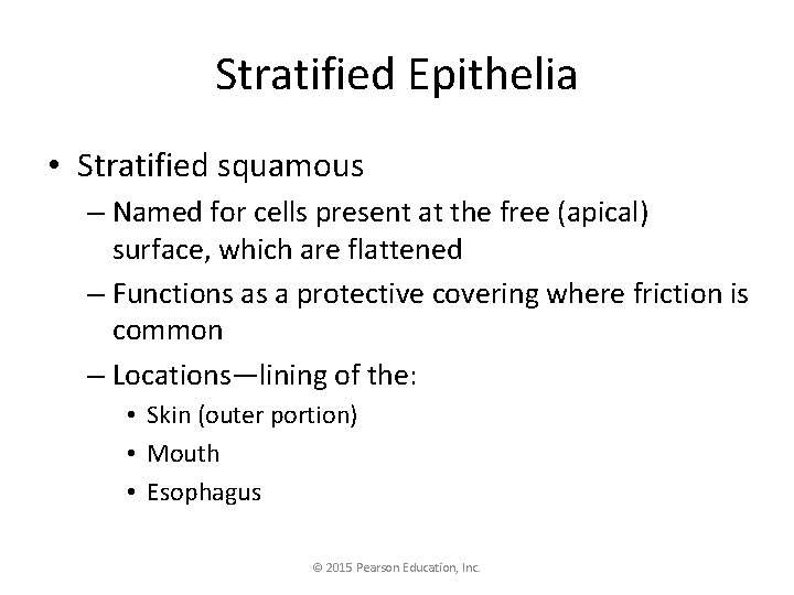 Stratified Epithelia • Stratified squamous – Named for cells present at the free (apical)