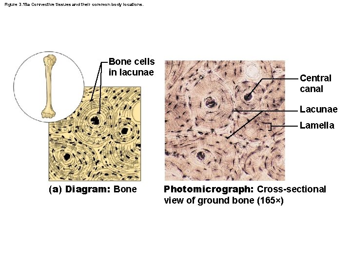 Figure 3. 19 a Connective tissues and their common body locations. Bone cells in
