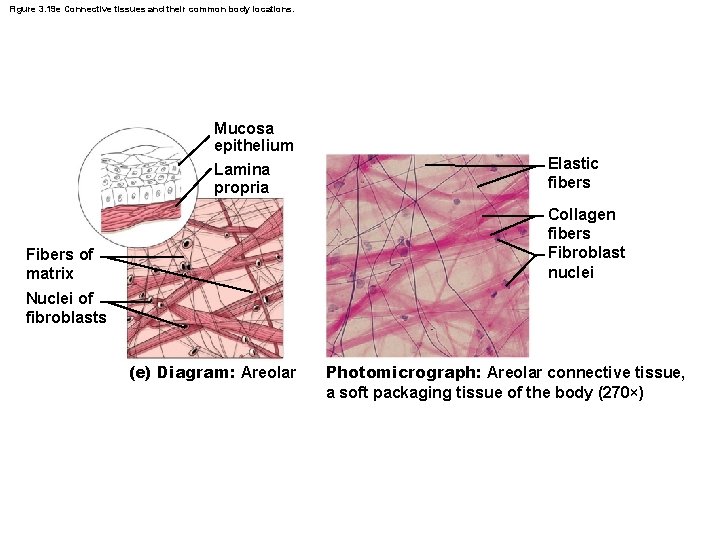 Figure 3. 19 e Connective tissues and their common body locations. Mucosa epithelium Lamina