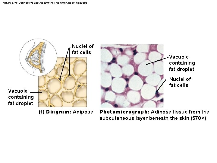 Figure 3. 19 f Connective tissues and their common body locations. Nuclei of fat