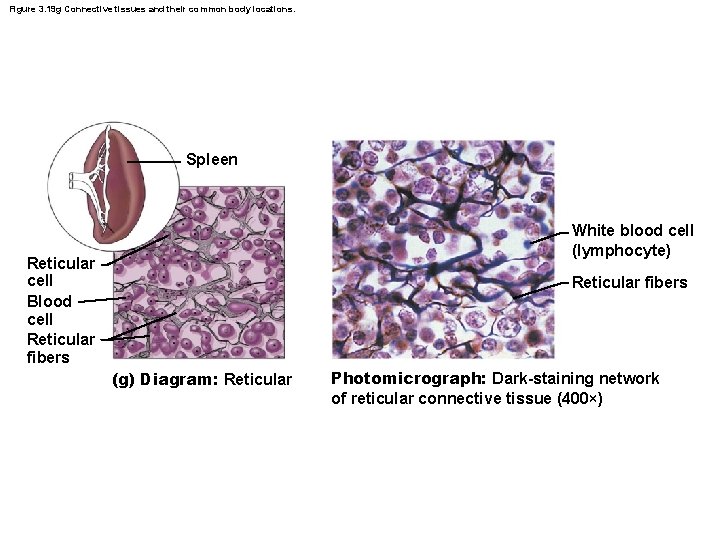 Figure 3. 19 g Connective tissues and their common body locations. Spleen White blood