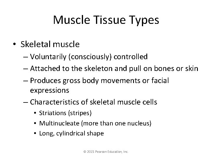 Muscle Tissue Types • Skeletal muscle – Voluntarily (consciously) controlled – Attached to the