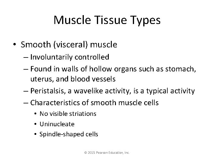 Muscle Tissue Types • Smooth (visceral) muscle – Involuntarily controlled – Found in walls
