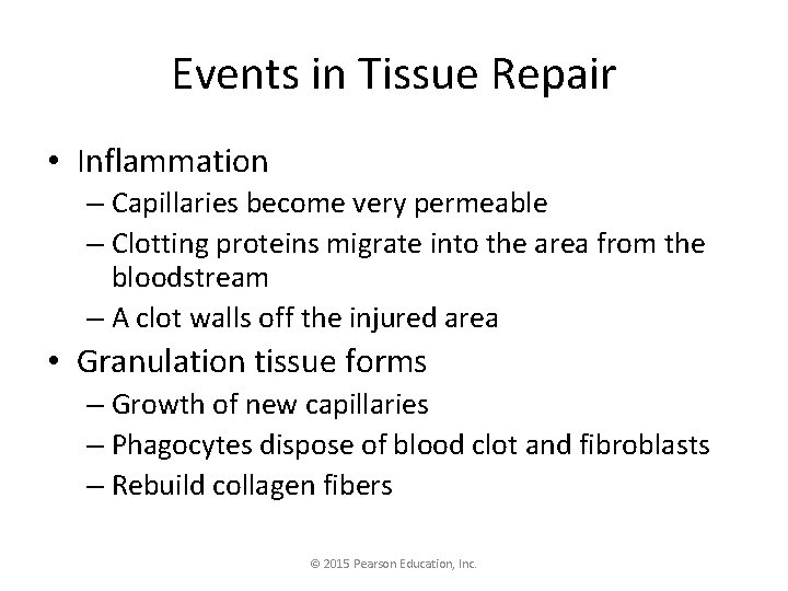 Events in Tissue Repair • Inflammation – Capillaries become very permeable – Clotting proteins