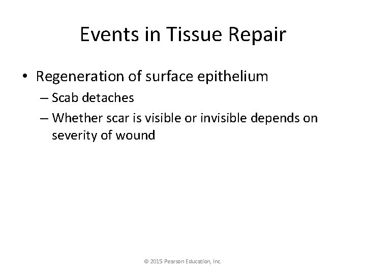 Events in Tissue Repair • Regeneration of surface epithelium – Scab detaches – Whether