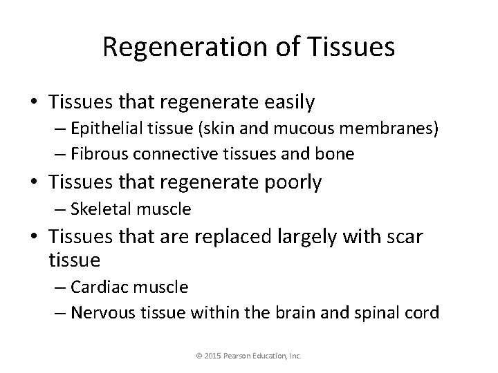 Regeneration of Tissues • Tissues that regenerate easily – Epithelial tissue (skin and mucous