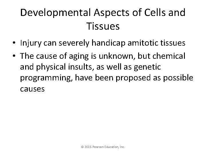 Developmental Aspects of Cells and Tissues • Injury can severely handicap amitotic tissues •