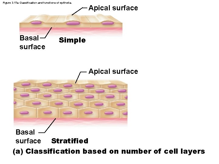 Figure 3. 17 a Classification and functions of epithelia. Basal surface Apical surface Simple