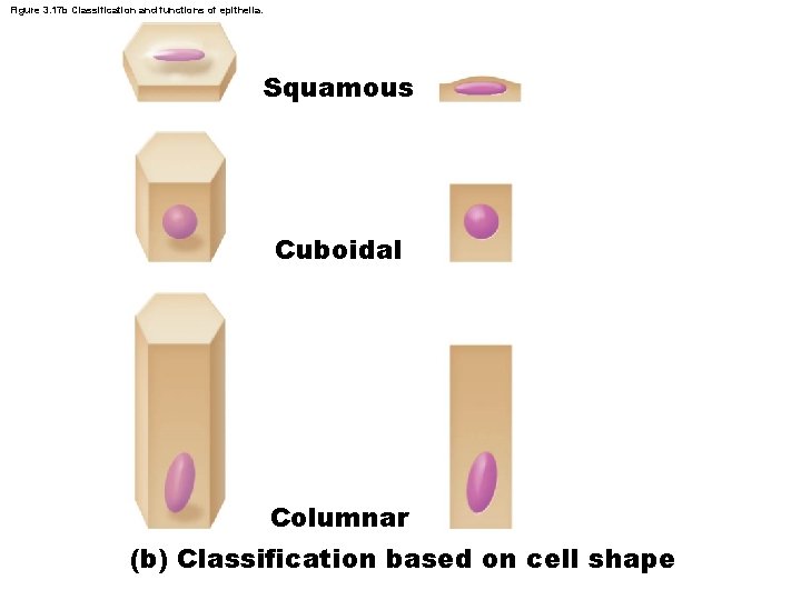 Figure 3. 17 b Classification and functions of epithelia. Squamous Cuboidal Columnar (b) Classification
