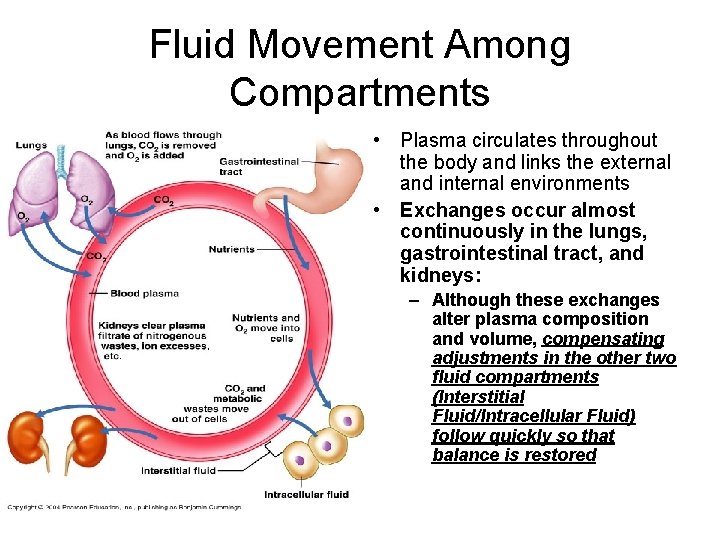 Fluid Movement Among Compartments • Plasma circulates throughout the body and links the external