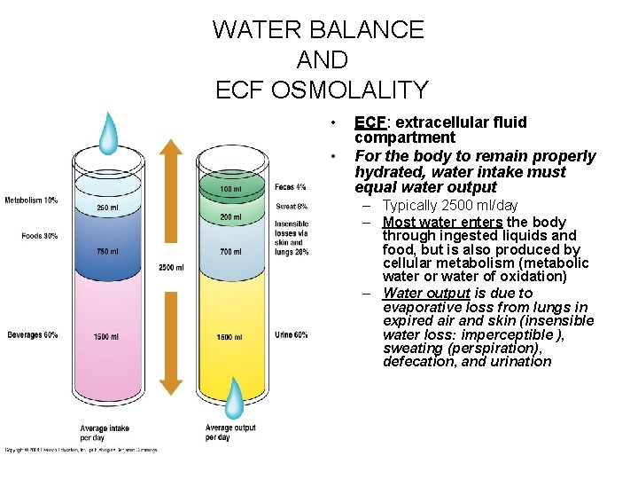 WATER BALANCE AND ECF OSMOLALITY • • ECF: extracellular fluid compartment For the body