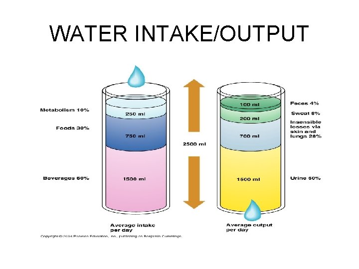 WATER INTAKE/OUTPUT 