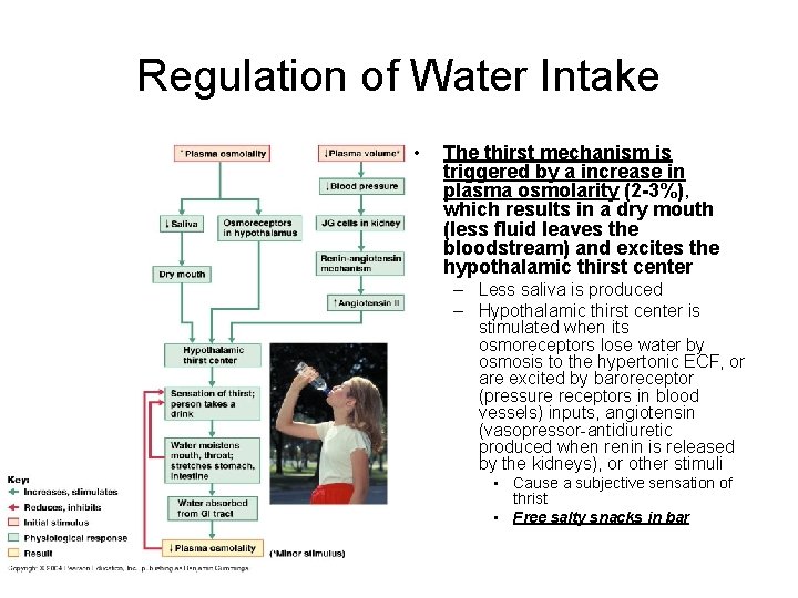 Regulation of Water Intake • The thirst mechanism is triggered by a increase in