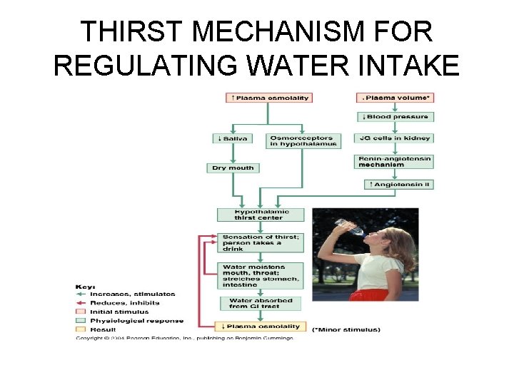 THIRST MECHANISM FOR REGULATING WATER INTAKE 