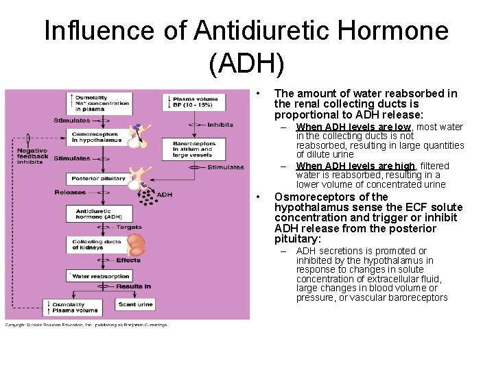 Influence of Antidiuretic Hormone (ADH) • The amount of water reabsorbed in the renal