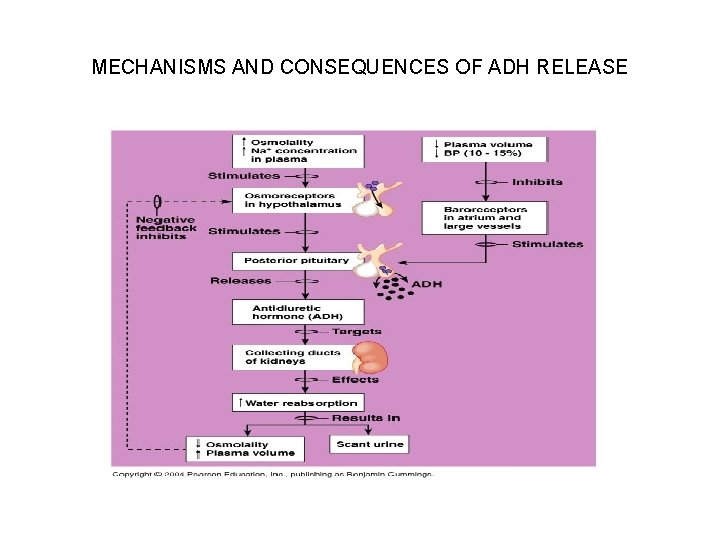 MECHANISMS AND CONSEQUENCES OF ADH RELEASE 