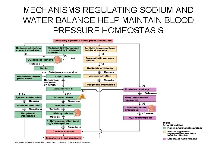 MECHANISMS REGULATING SODIUM AND WATER BALANCE HELP MAINTAIN BLOOD PRESSURE HOMEOSTASIS 