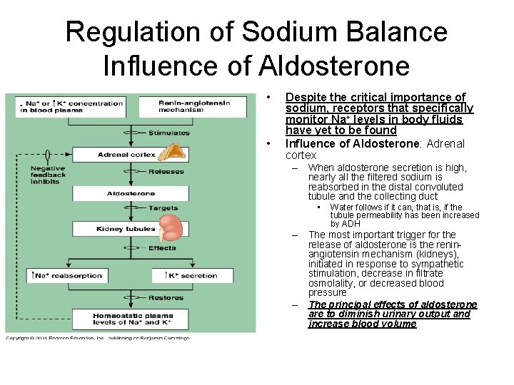 Regulation of Sodium Balance Influence of Aldosterone • • Despite the critical importance of