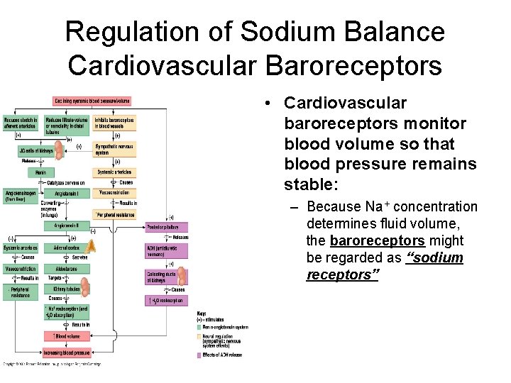 Regulation of Sodium Balance Cardiovascular Baroreceptors • Cardiovascular baroreceptors monitor blood volume so that