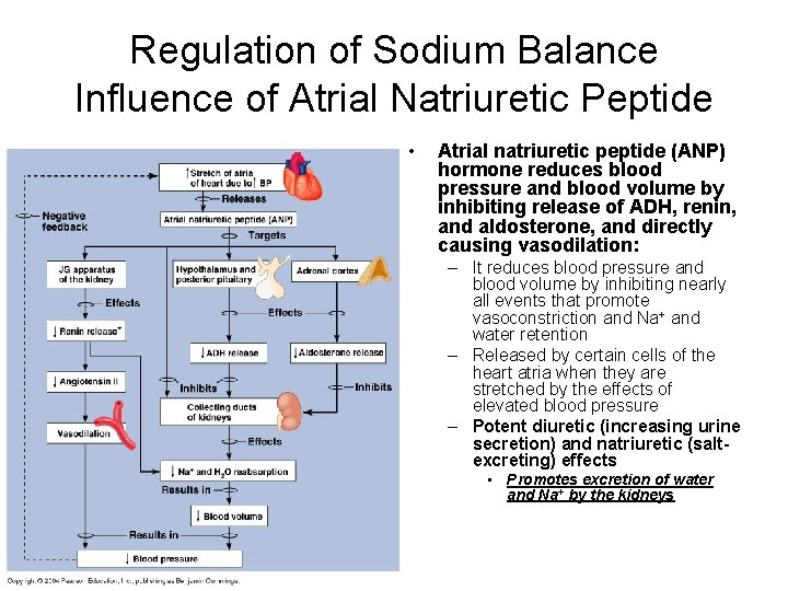 Regulation of Sodium Balance Influence of Atrial Natriuretic Peptide • Atrial natriuretic peptide (ANP)
