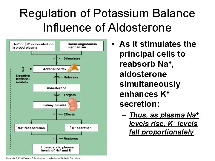 Regulation of Potassium Balance Influence of Aldosterone • As it stimulates the principal cells