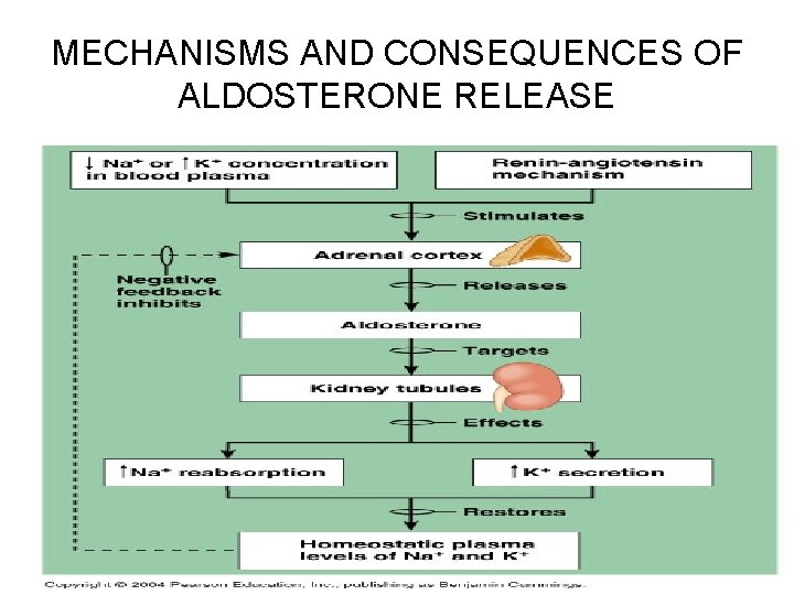 MECHANISMS AND CONSEQUENCES OF ALDOSTERONE RELEASE 