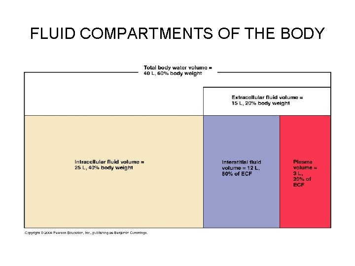 FLUID ELECTROLYTE AND ACIDBASE BALANCE FLUID ELECTROLYTE AND