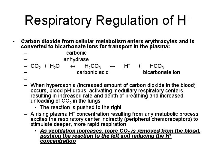 Respiratory Regulation of H+ • Carbon dioxide from cellular metabolism enters erythrocytes and is