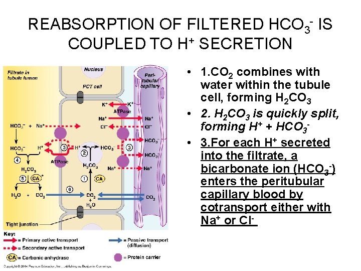 REABSORPTION OF FILTERED HCO 3 - IS COUPLED TO H+ SECRETION • 1. CO