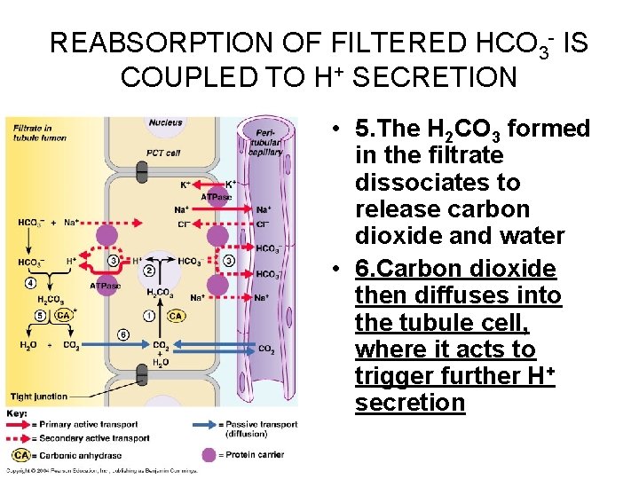 REABSORPTION OF FILTERED HCO 3 - IS COUPLED TO H+ SECRETION • 5. The